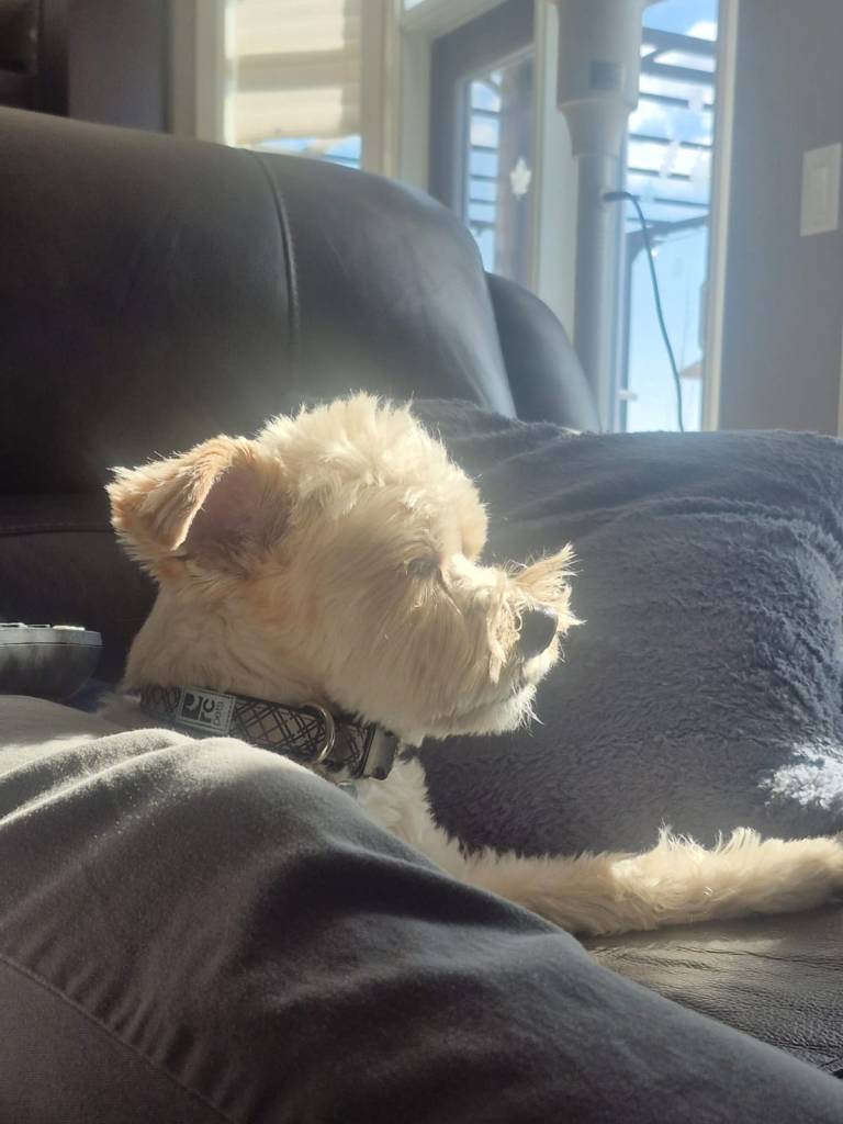 Tux soaking up the sun on the couch.